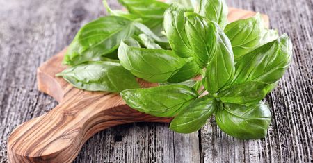 Bazylia - naturalny kosmetyk na problemy ze skórą