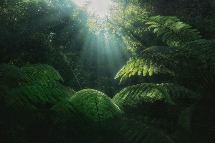 Fotosynteza. Czym jest i w jaki sposób przebiega?