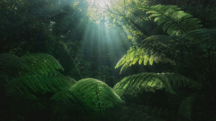 Fotosynteza. Czym jest i w jaki sposób przebiega?