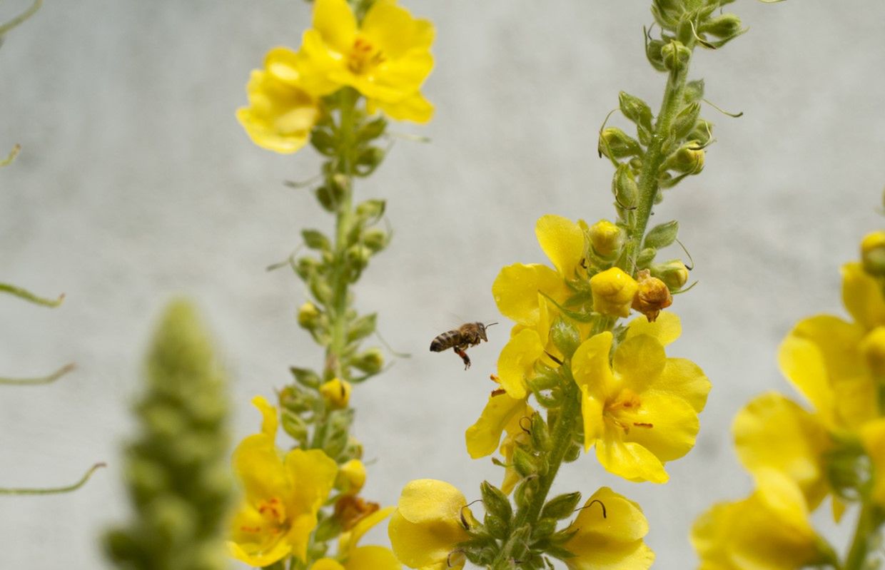 Dziewanna - charakterystyka, właściwości lecznicze, przepis na nalewkę, napar