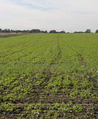 Bank chętnie pożyczy na zakup ziemi rolnej