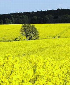 Przydomowe rafinerie mogłyby pomóc rolnikom, ale rząd blokuje produkcję na własną rękę