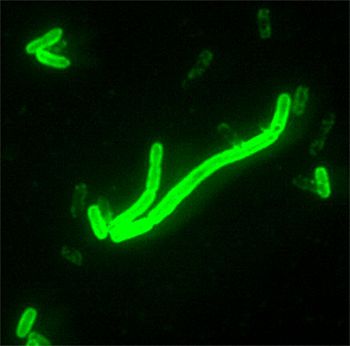 Pałeczka dżumy - Yersinia pestis 