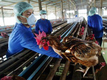 Szósta ofiara ptasiej grypy w Wietnamie
