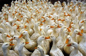 Rozszerza się epidemia ptasiej grypy