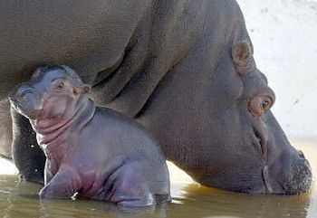 Urodził się pierwszy na Syberii hipopotam