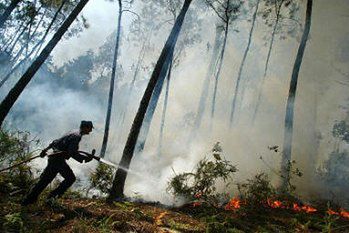 Płoną lasy, giną ludzie