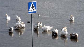 Krakowskie łabędzie na zalanych przez Wisłę bulawrach