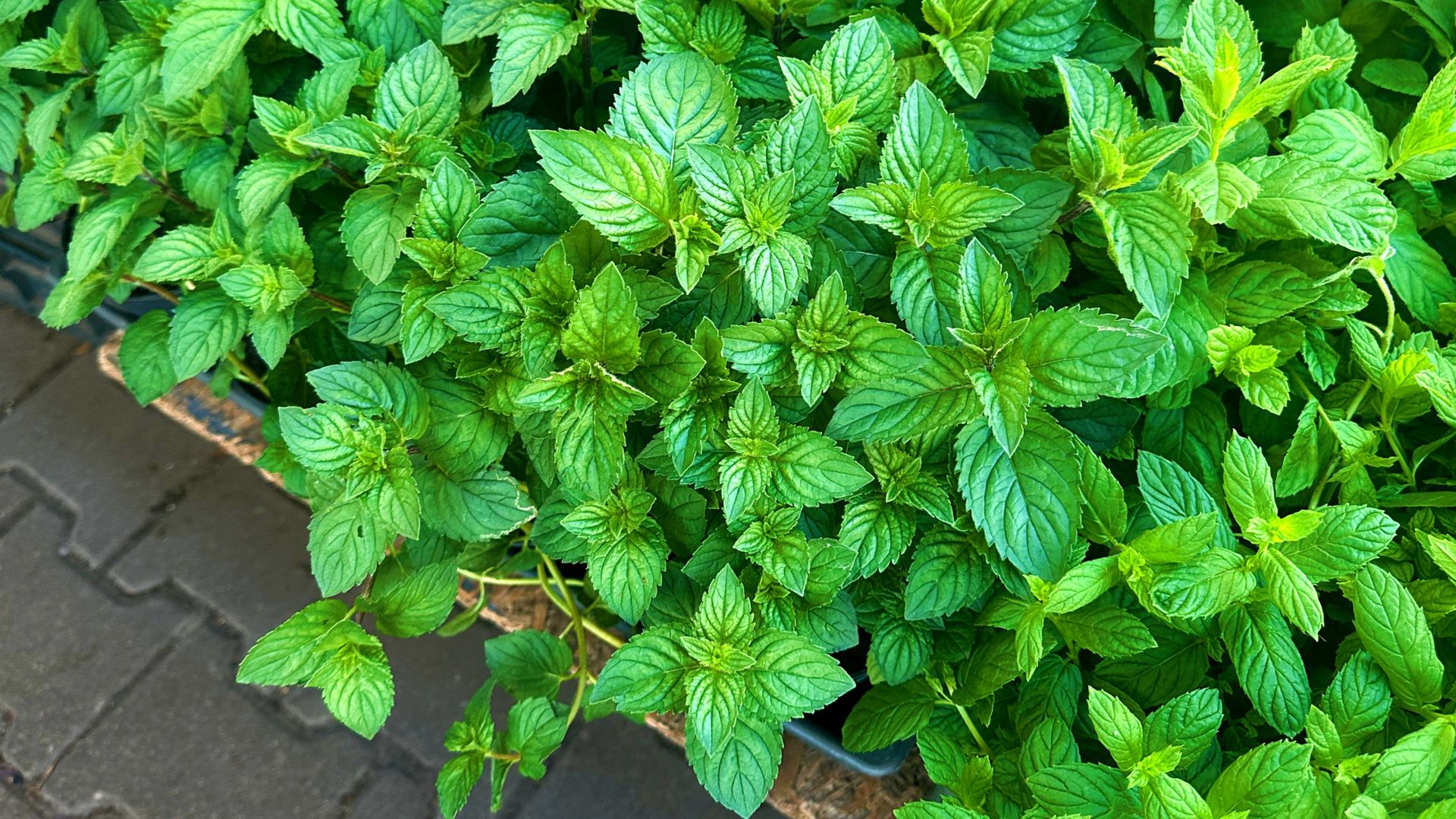 Mięta pieprzowa to roślina, której działanie daleko wykracza poza orzeźwiający smak naparu.