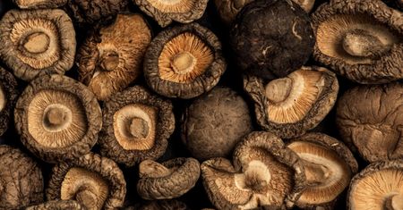 Shiitake. Grzyb, który wspiera odporność i witalność