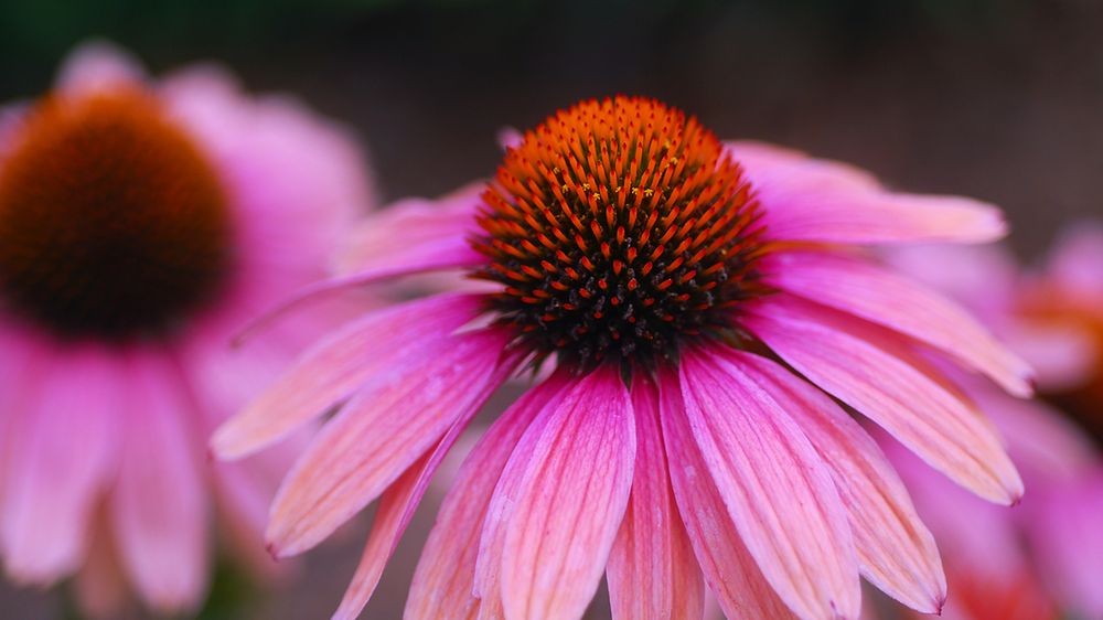 Jeżówka purpurowa (Echinacea purpurea) pochodzi z Ameryki Północnej