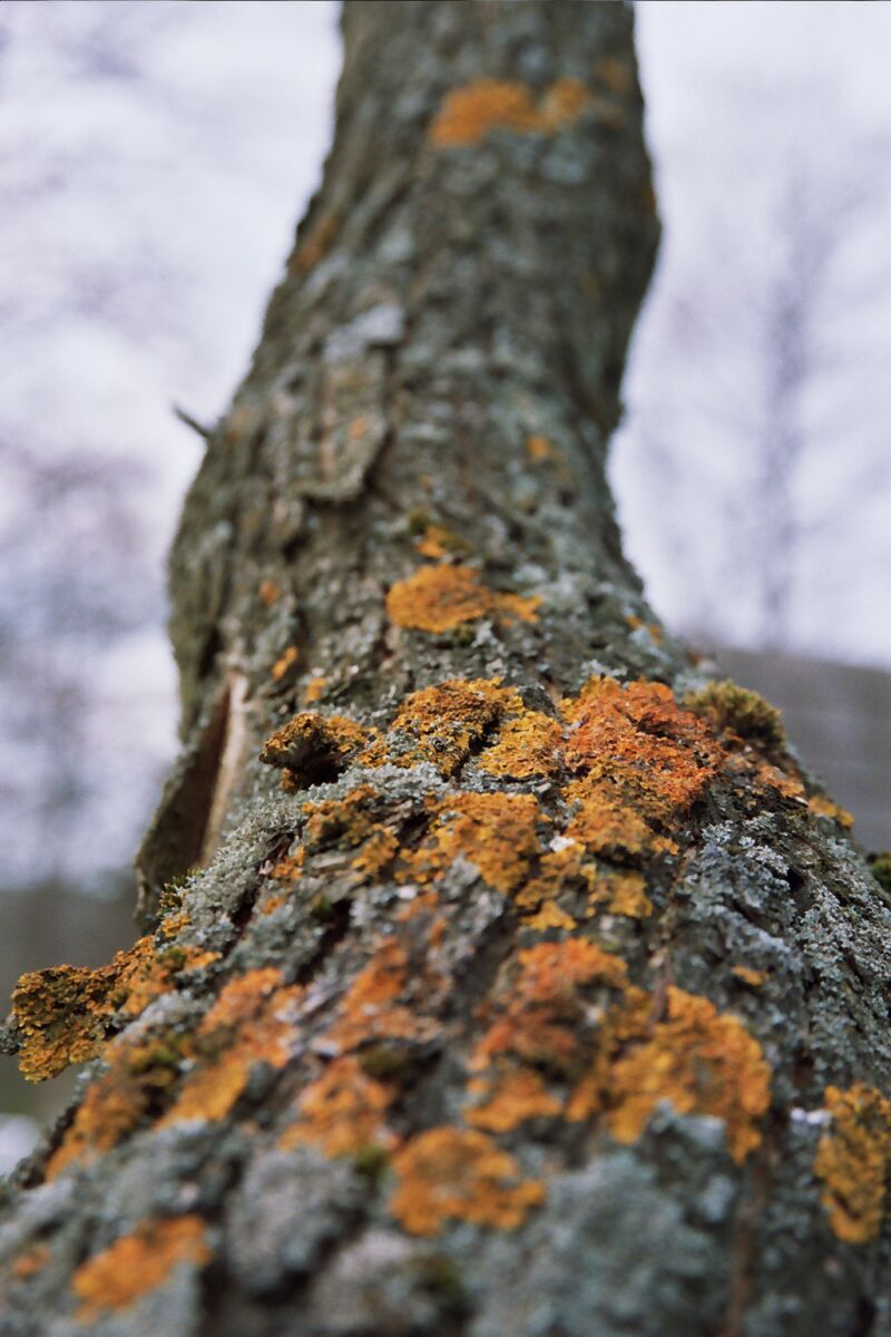 W momentach kryzysowych głodujący często sięgali po korę drzew