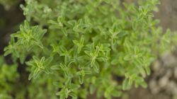 Dlaczego warto pić napar z majeranku? (WIDEO) 