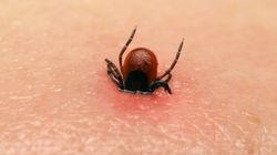 Kleszcze nie gryzą wszystkich tak samo. Obalamy mit (WIDEO)