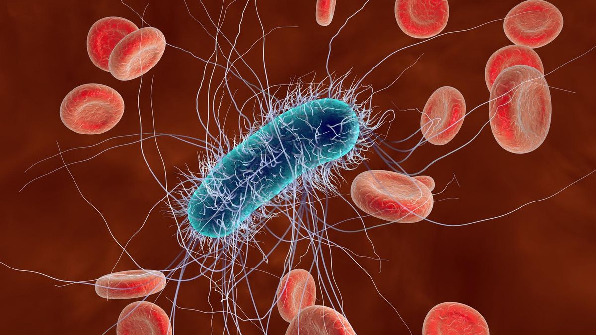 Bakteria Coli – charakterystyka, objawy zatrucia, leczenie