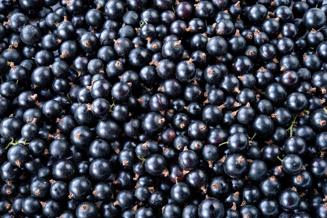 Czarna porzeczka zawiera wiele antyoksydantów
