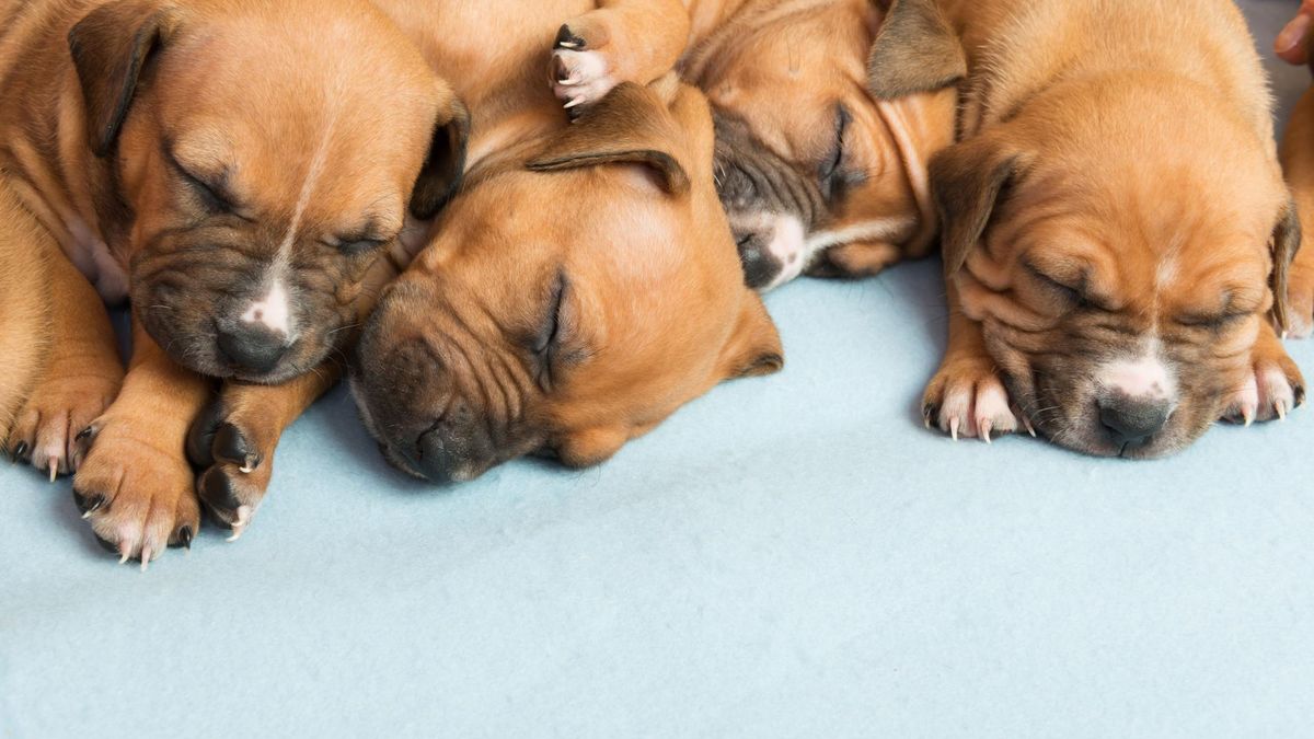 Amstaf nie jest tak groźną rasą psa, jak może się wydawać