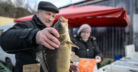 Karp – pochodzenie, wartości odżywcze, przeciwwskazania, przygotowanie, przepisy