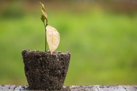 Naturalne sposoby na żółknące liście kwiatów