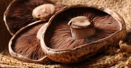 Pieczarki portobello – wygląd i właściwości. Dlaczego warto je jeść?