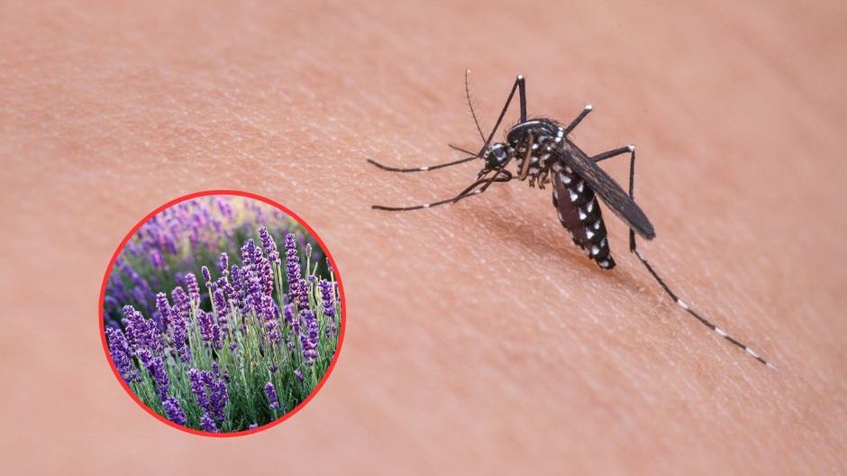 8 roślin, które warto wykorzystać w walce z owadami