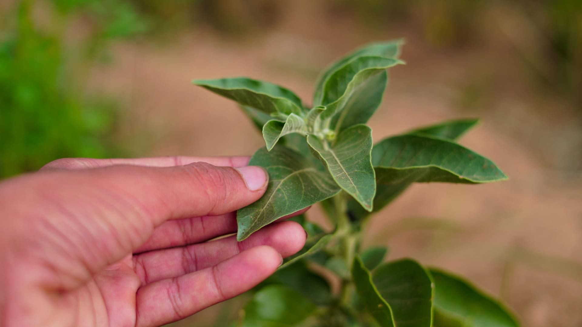 Ashwaganda to jeden z najbardziej popularnych adaptogenów