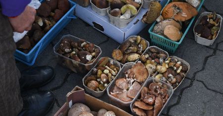 Pojechali na grzyby do Niemiec. Zapłacą ogromną karę