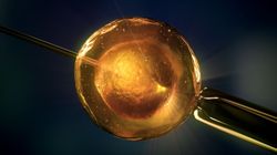 Gwiazdy, które skorzystały z in vitro