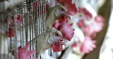 Ptasia grypa hamuje import drobiu z Wielkiej Brytanii