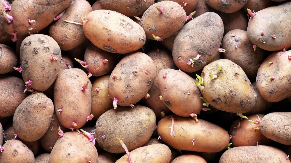 Zobaczysz je na ziemniakach. Pozbądź się jak najszybciej