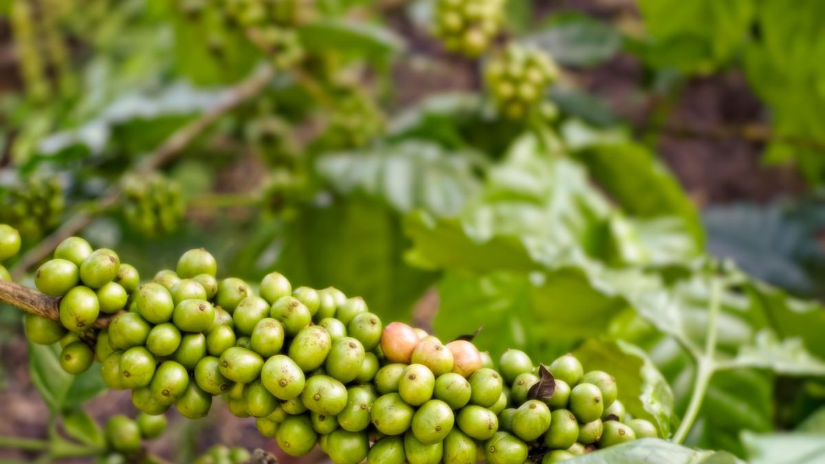 Kwas chlorogenowy znajduje się m.in. w zielonej kawie