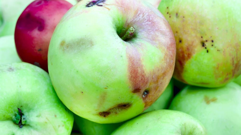Jabłka z toksyczną pleśnią