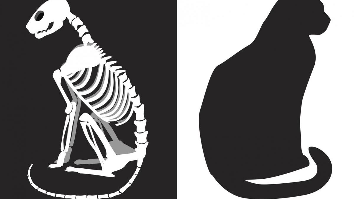Kot Schrödingera to eksperyment myślowy, popularny w kulturze masowej i kinie.
