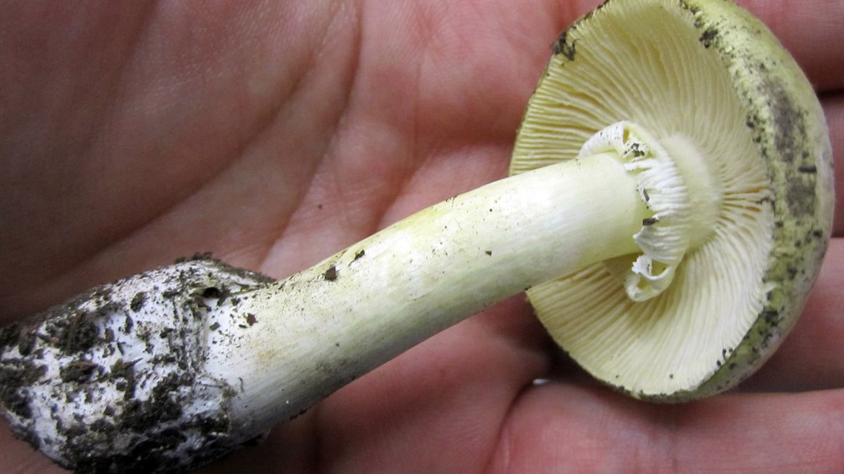 Muchomor sromotnikowy to największy truciciel wśród leśnych grzybów