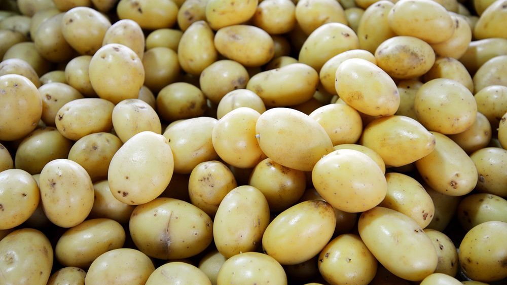 W sklepach można już kupić młode ziemniaki. Skąd jednak pochodzą?