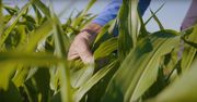 Niezwykły sposób na wykorzystanie pola kukurydzy