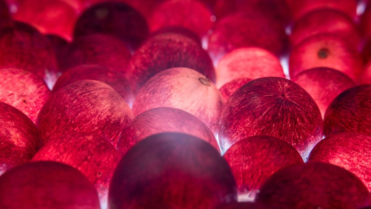 Winogrona – słodkie owoce, które wspierają zdrowie na wiele sposobów! Ale czy zawsze?