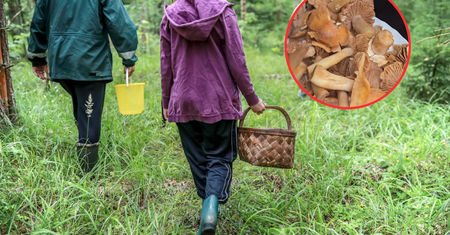 Fatalna pomyłka w lesie. Grzybiarz pokazał wymowne nagranie