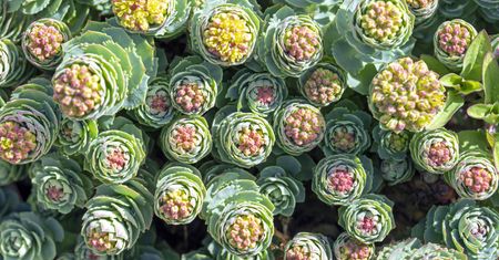 Wsparcie dla zapracowanych. Regulują poziom kortyzolu, wzmacniają pracę mózgu