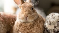 Królik domowy miniaturka - cena, karmienie, alergia. Jak opiekować się królikiem? 