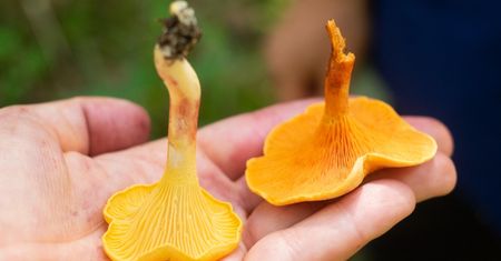 Wyglądają jak kurki. Spożycie lisówki pomarańczowej grozi zatruciem