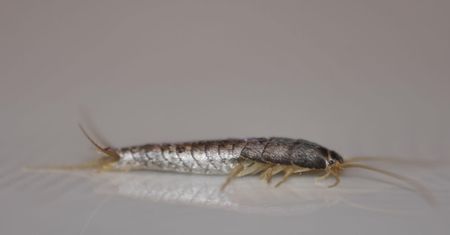 Rybiki cukrowe – wygląd i występowanie. Jak się ich pozbyć?
