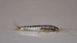 Rybiki cukrowe - wygląd i występowanie. Jak się ich pozbyć?