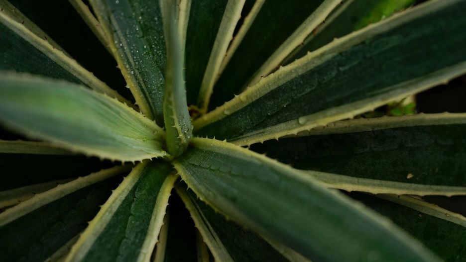 Oczyszcza powietrze i pochłania toksyny. Na tę roślinę musisz jednak uważać przy dzieciach