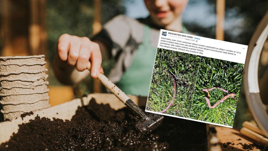 Chłopiec zbiera rosówki