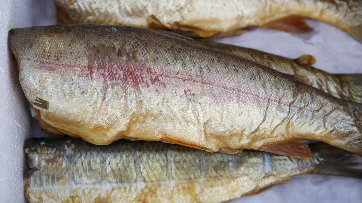 Pstrąg tęczowy to świetna alternatywa dla łososia