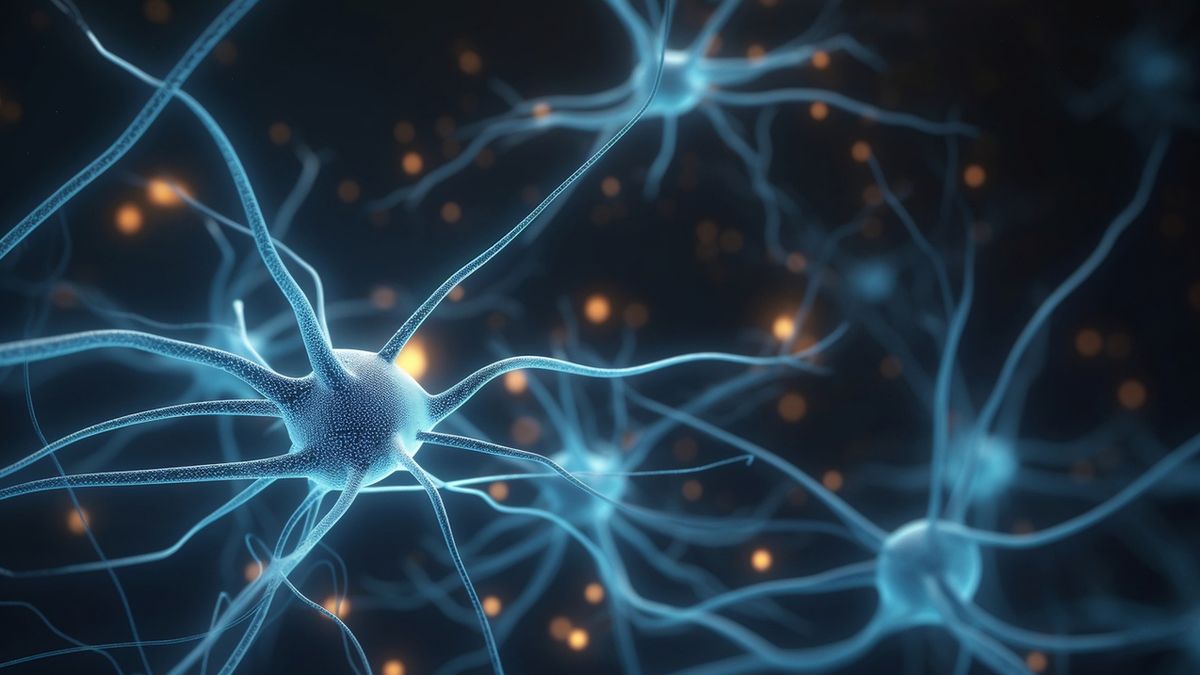 Neuroprzekaźniki to substancje chemiczne odpowiedzialne za transmisję sygnału pomiędzy neuronami.