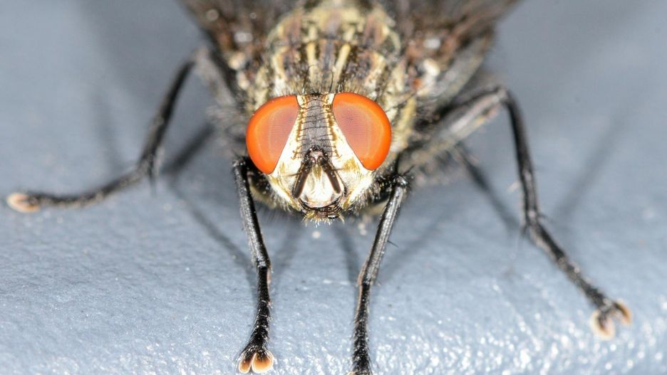 Te zapachy przyciągają muchy jak magnes. To owady o wiele groźniejsze niż sądzimy