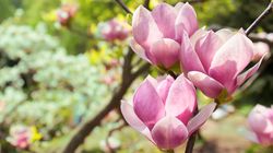 Magnolia lekarska - wygląd, właściwości i skutki uboczne