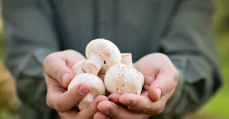 Pieczarki lepiej jeść na surowo, gotowane czy marynowane?